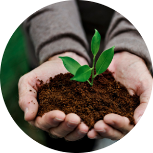 Sowing the Seeds of Change: Digitizing Pakistan’s Agriculture for a Resilient Future