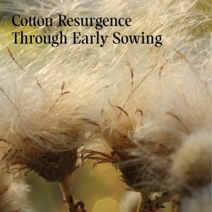 Cotton Resurgence Through Early Sowing